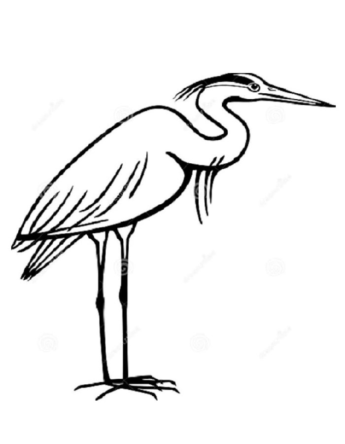 Great Blue Heron Coloring Page