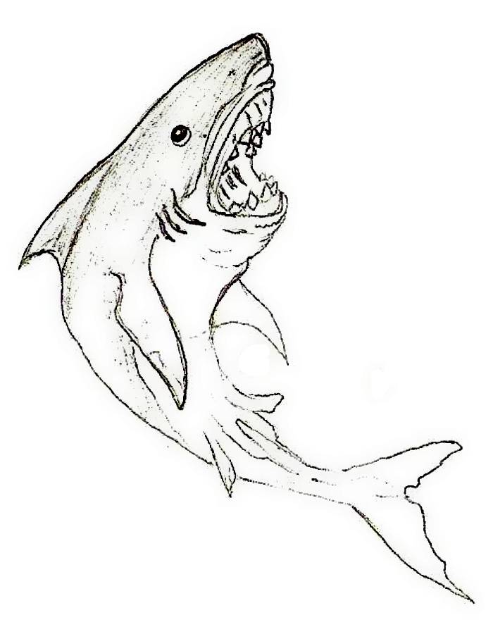 Great White Shark Coloring Pages - Free Printable Sheets