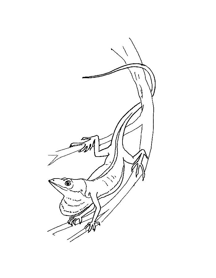 Green Anole Drawing Coloring Page