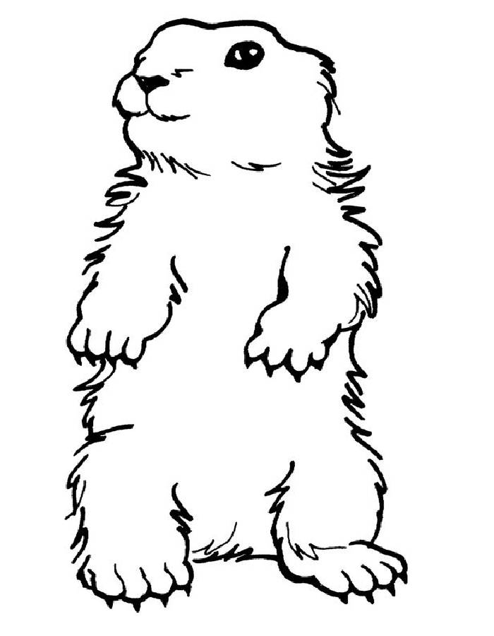 Groundhog Book Coloring Page