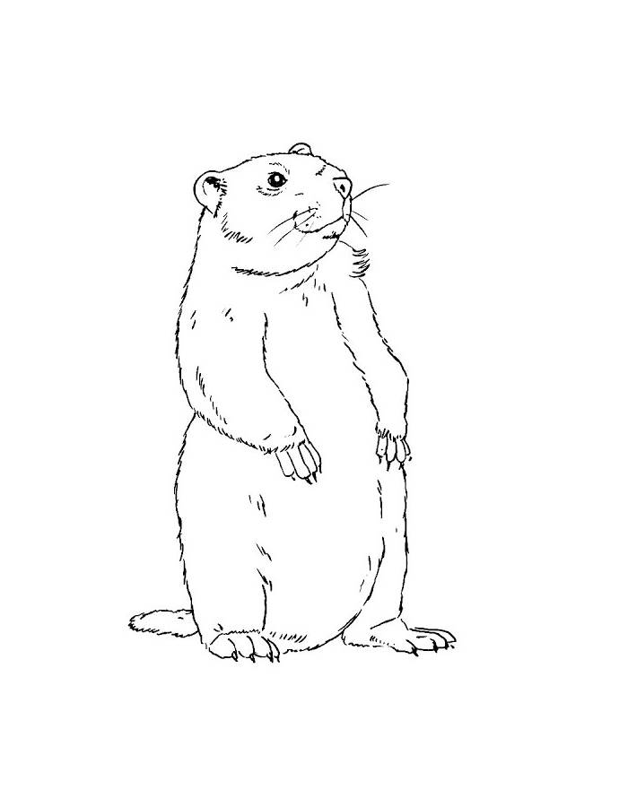 Groundhog Drawing Easy Drawing Coloring Page