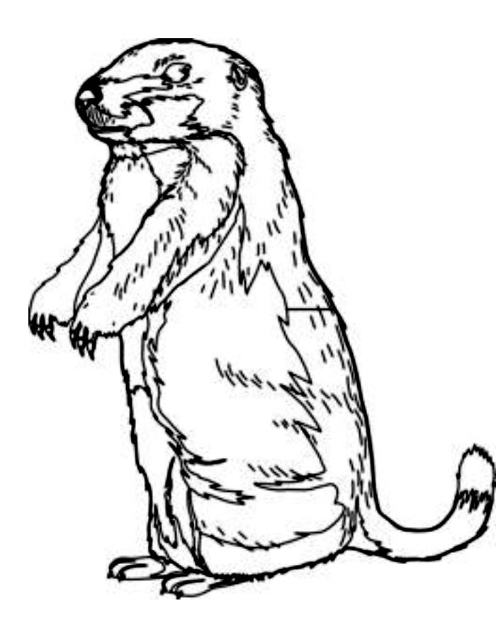 Groundhog For Kids Coloring Page