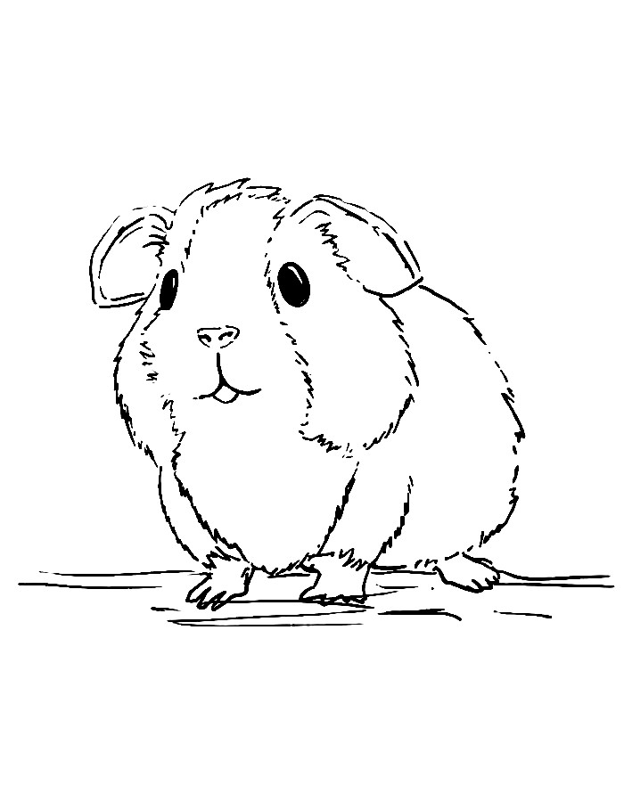 Guinea Pig Printable Pdf
