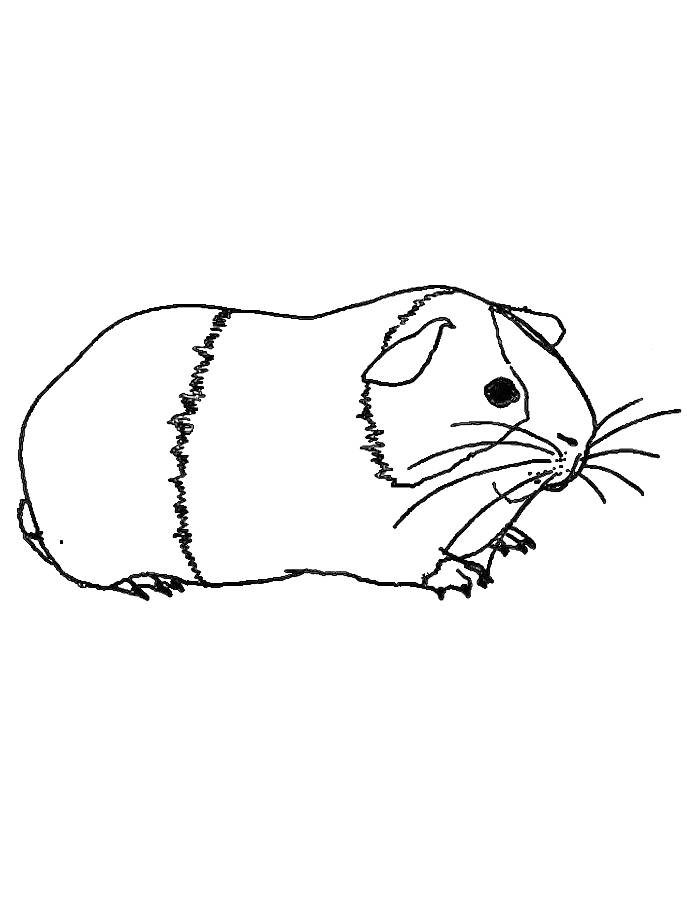 Guinea Pig Coloring Page