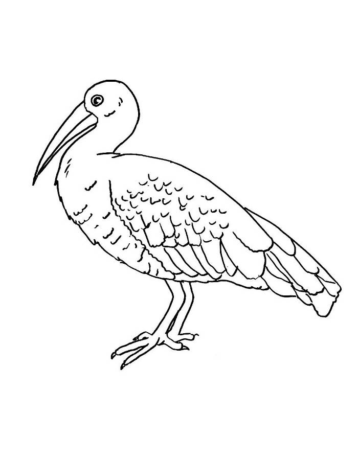 Hadada Ibis Drawings Coloring Page