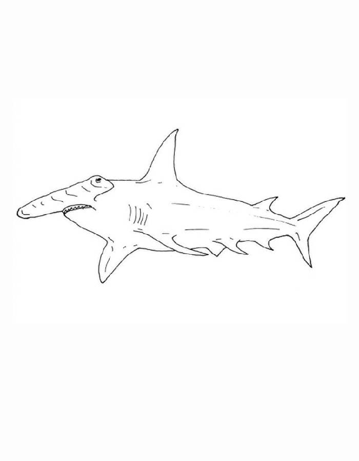 Hammerhead Shark  For Children