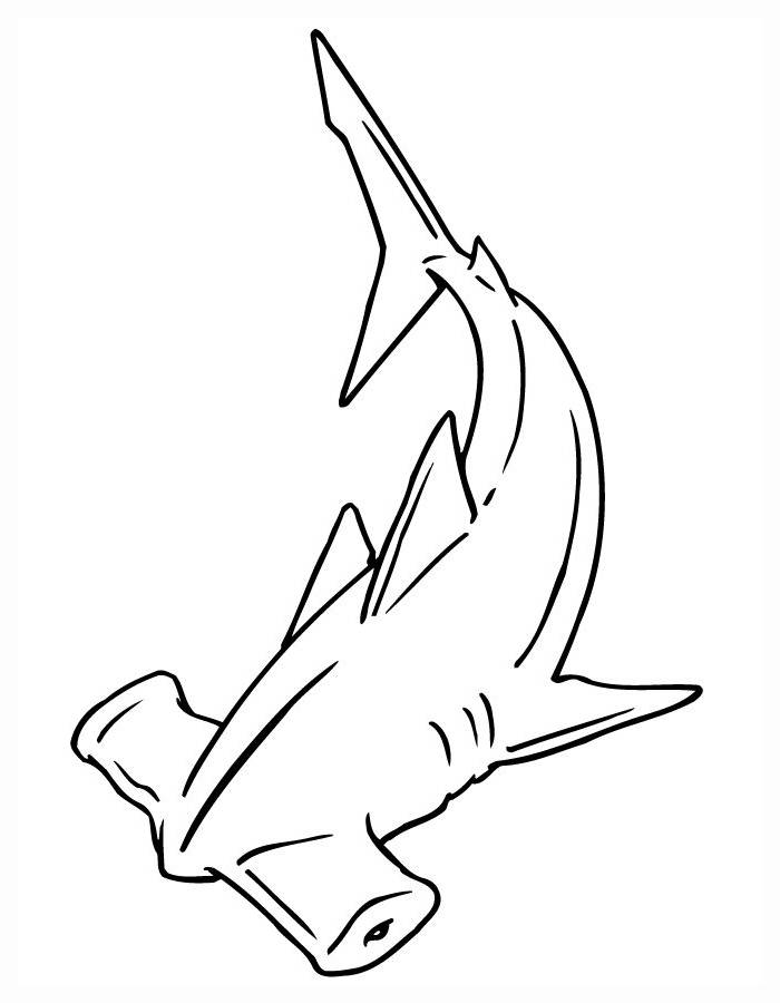 Hammerhead Shark For Kids
