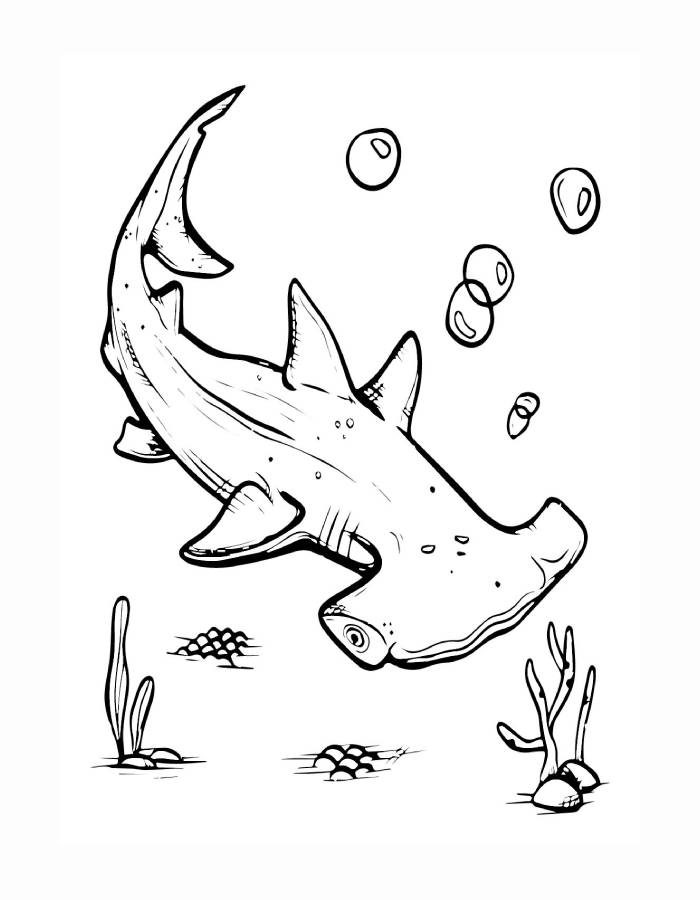 Hammerhead Shark In Ocean