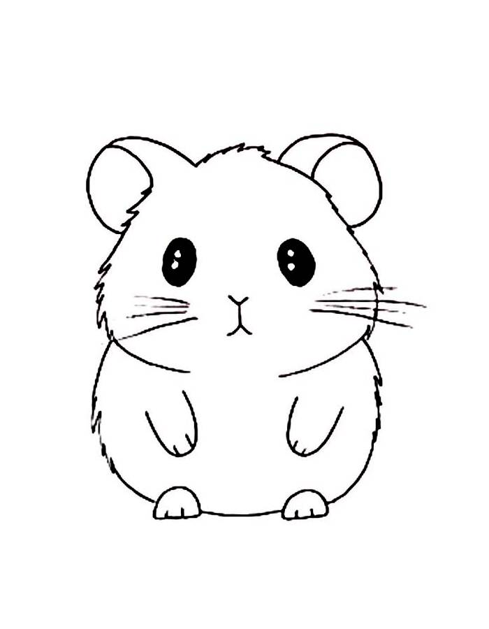 Hamster Pictures