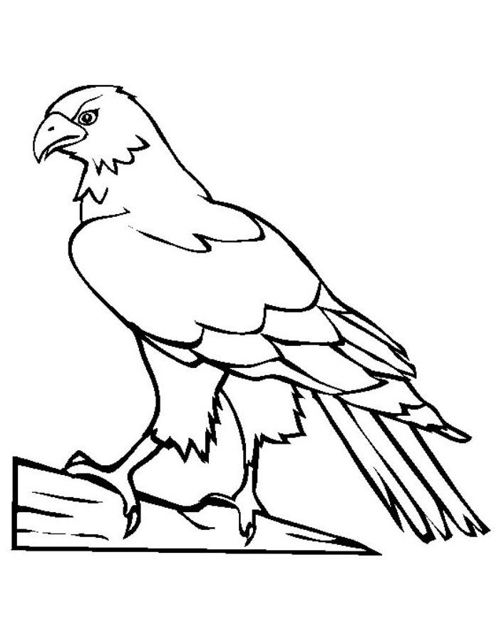 Hawk  coloring page