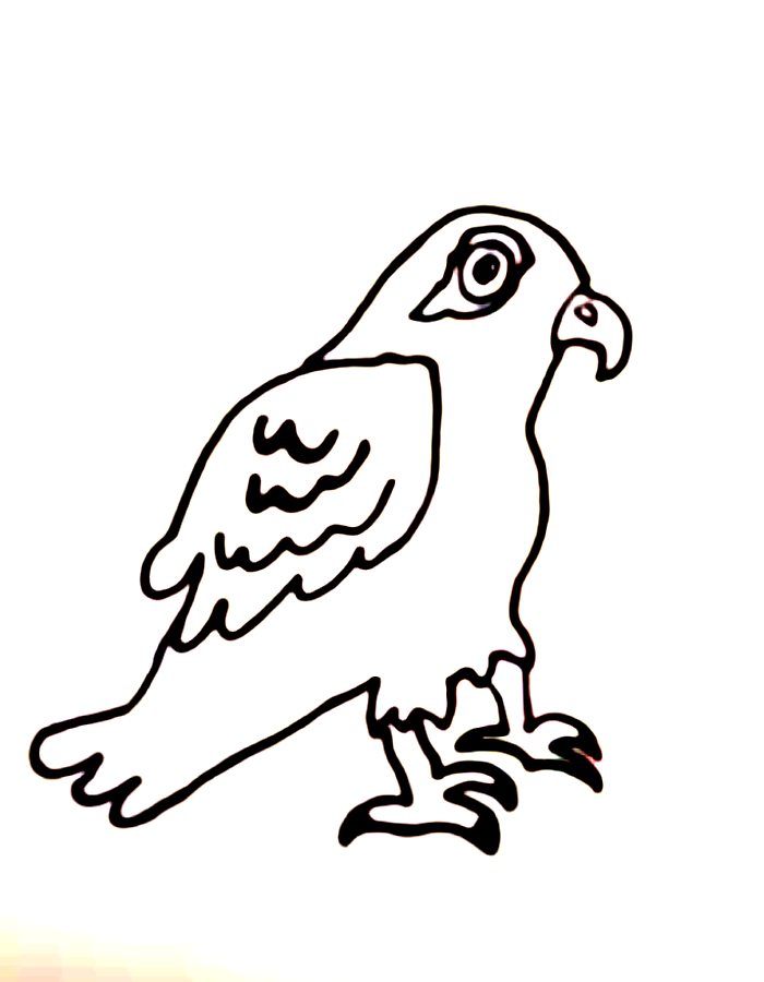 Hawk Drawing Easy Coloring Page