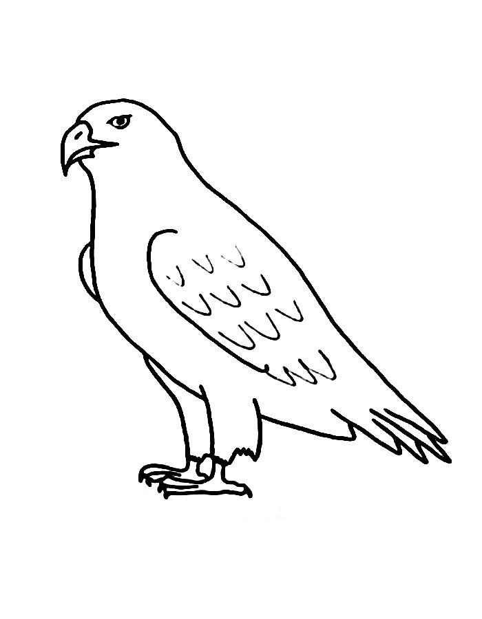 Hawk Drawing Realistic Coloring Page