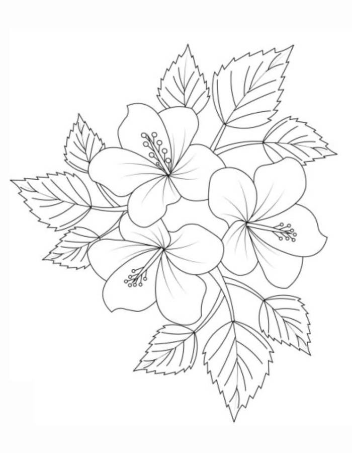 Hibiscus Flower Outline Printable