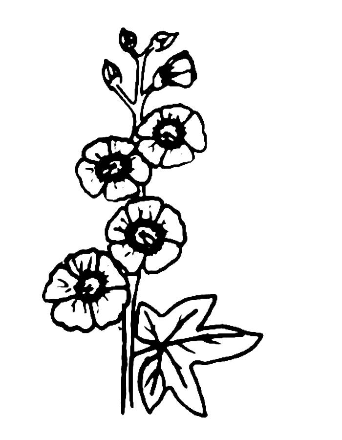 Hollyhock Hollyhock Coloring Page