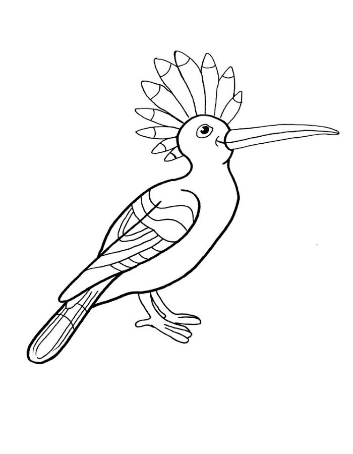 Hoopoe Coloring Page