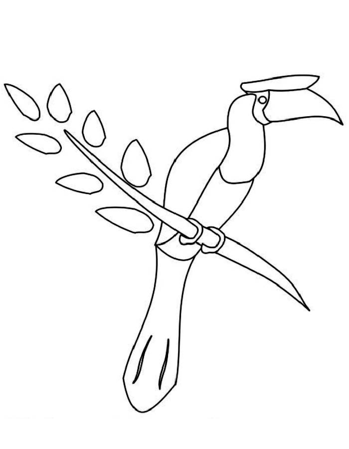 hornbill coloring pages