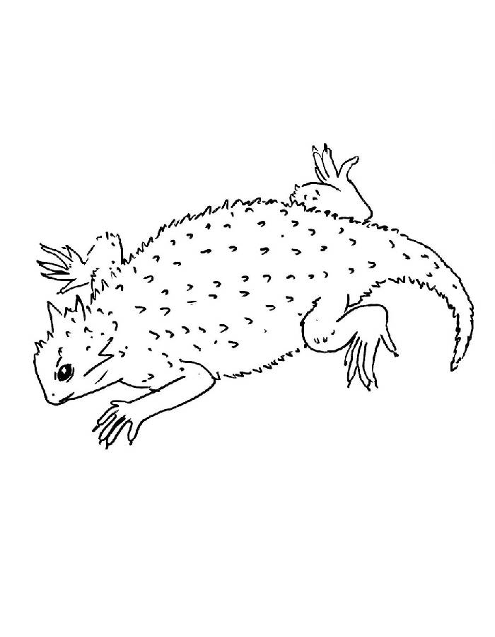 Horned Lizards Coloring Page