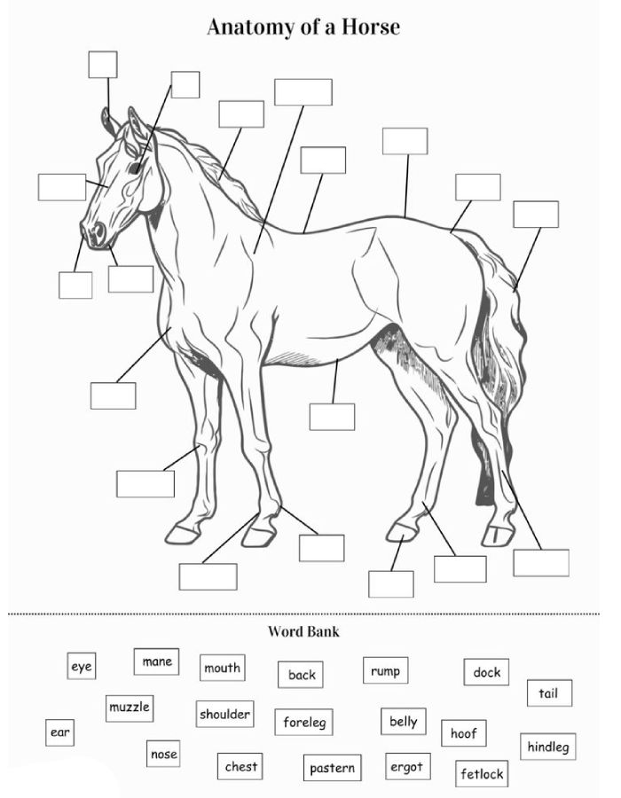Horse Anatomy Coloring Page