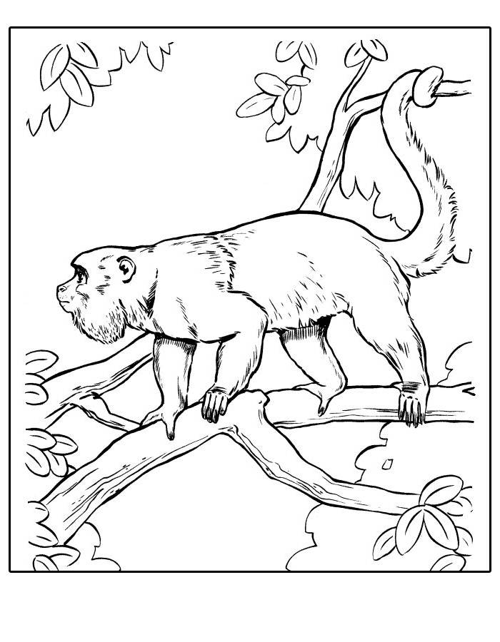 Howler Monkey Outline Pdf Coloring Page