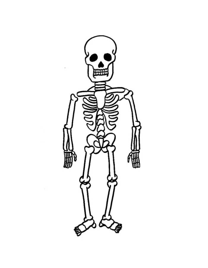 Human Body Bones Coloring Page