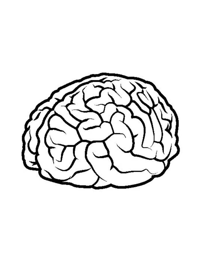Human Brain Organ Outline Illustration Coloring Page