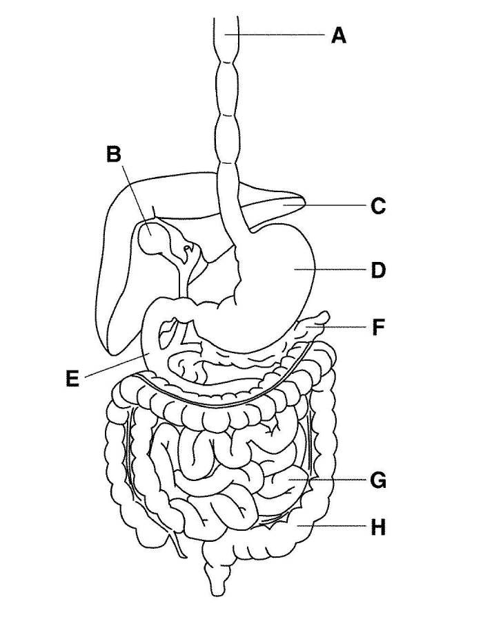 Human Digestive System Labeled Diagram Coloring Page
