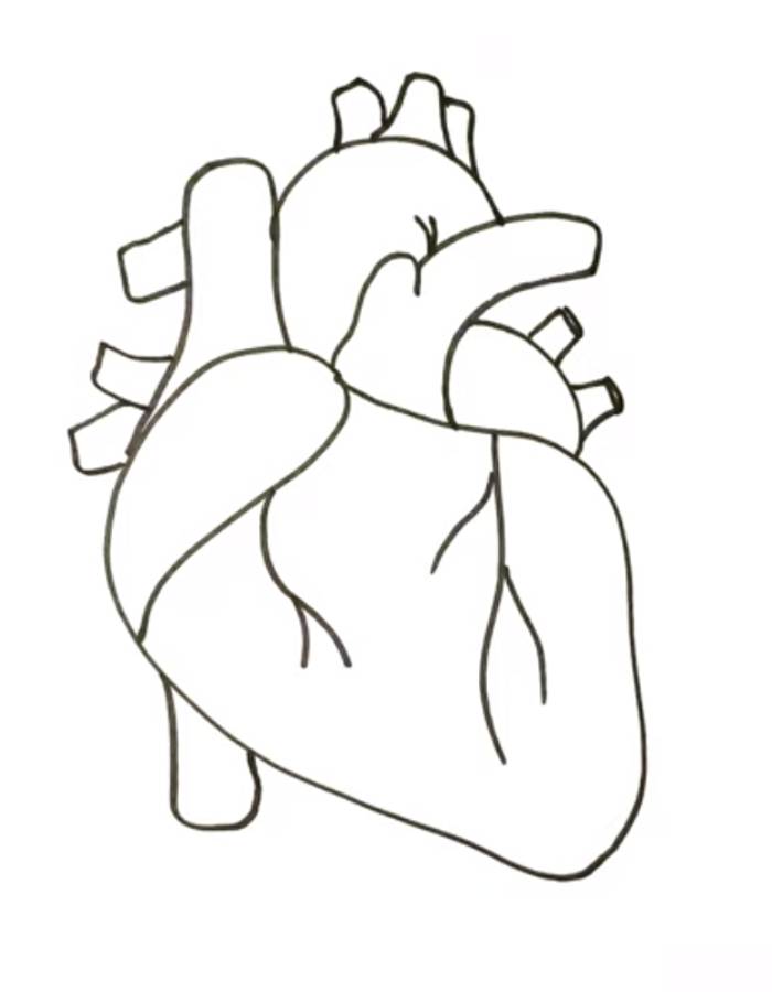 Human Heart Drawing Easy Coloring Page