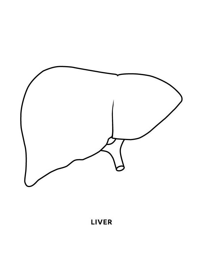 Human Liver Organ Outline Illustration Coloring Page