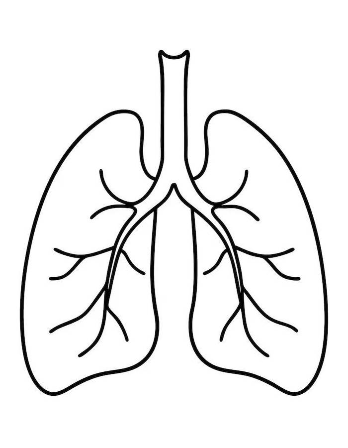 Human Lungs Organ Outline Illustration Coloring Page
