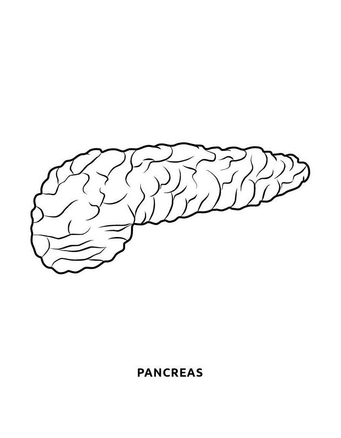 Human Pancreas Organ Outline Illustration Coloring Page