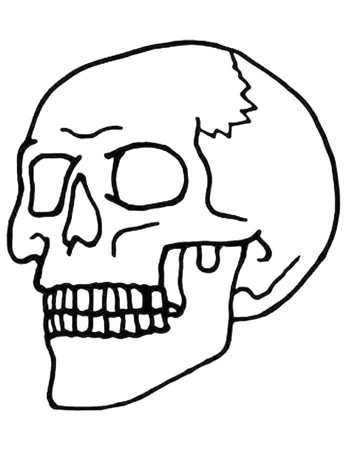 Human Skeleton Head Coloring Page