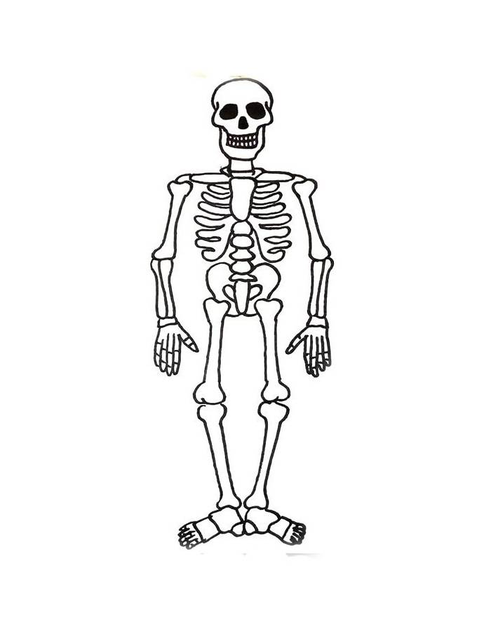 Human Skeleton Coloring Page