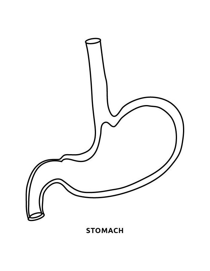 Human Stomach Organ Outline Diagram Coloring Page