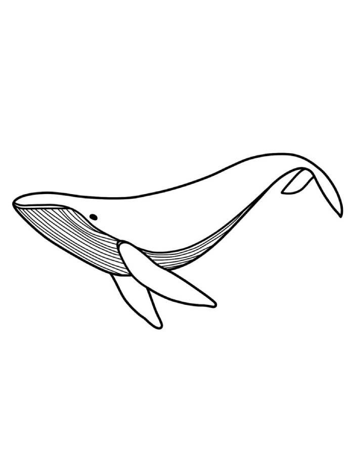 Humpback Whale Coloring Page