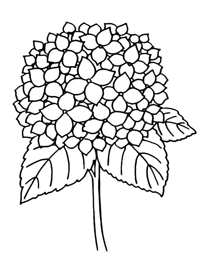 Hydrangea Hydrangea Coloring Page