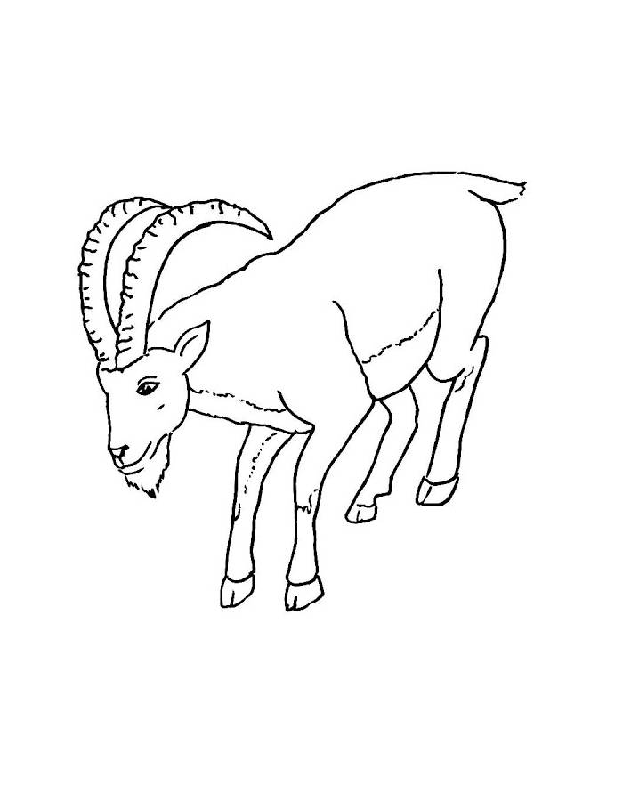 Ibex Drawings Wild Goat Coloring Page