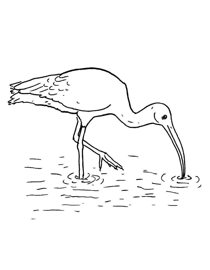 Ibis Coloring Page