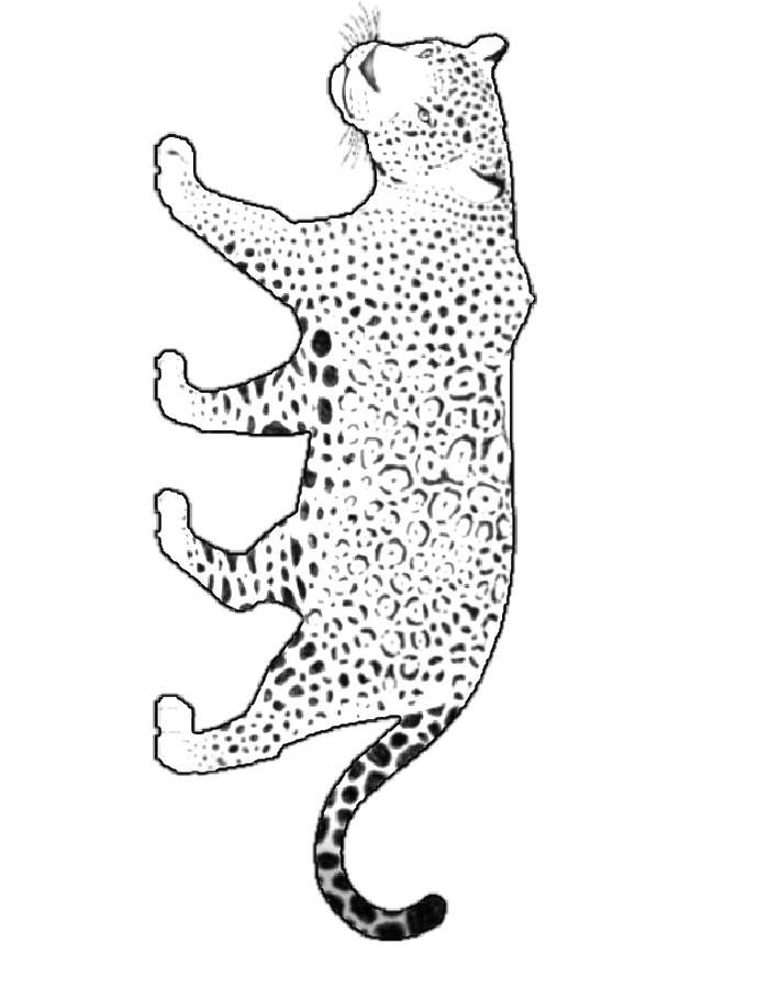 Jaguar Clipart Coloring Page