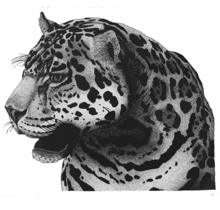 Jaguar Head Coloring Page