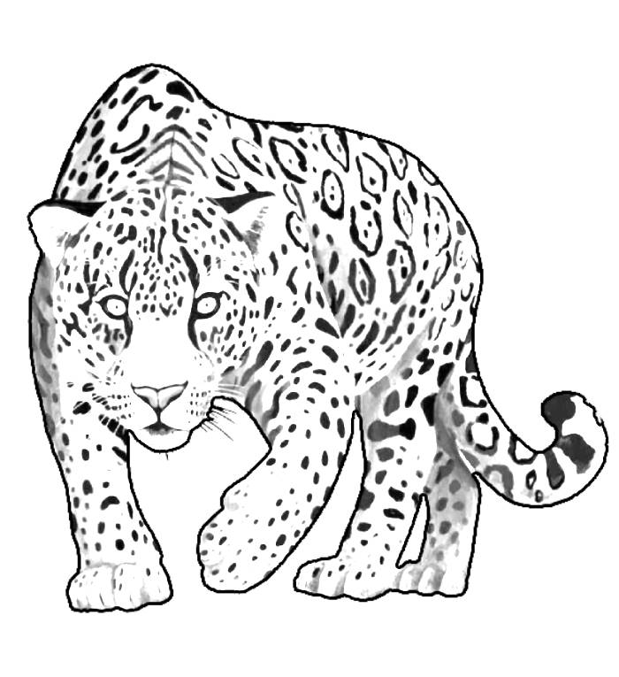 Jaguar Coloring Pages: Free Printable Sheets