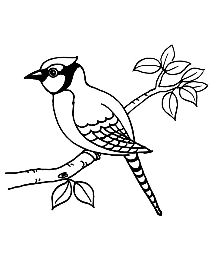 Jay Bird Coloring Page