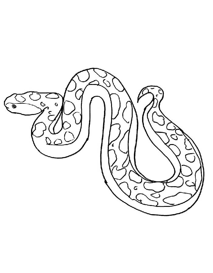 Jungle Animal Reticulated Python