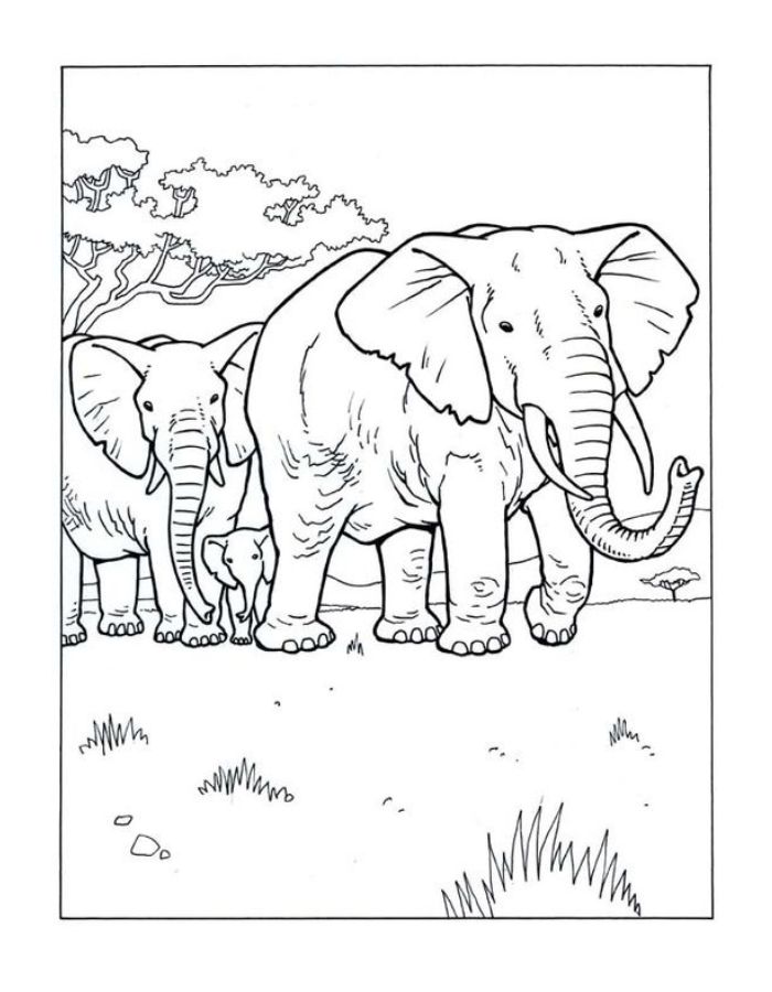 Jungle For Preschoolers Coloring Page