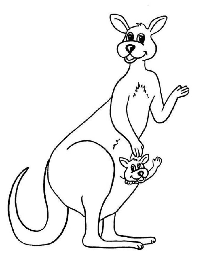 Kangaroo For Kids