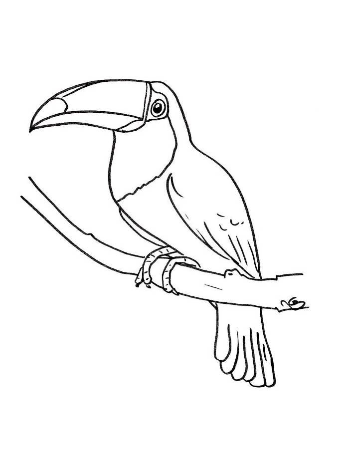 Keel-billed Toucan Coloring Page