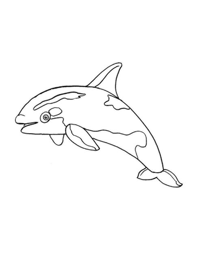 Killer Whale  coloring page