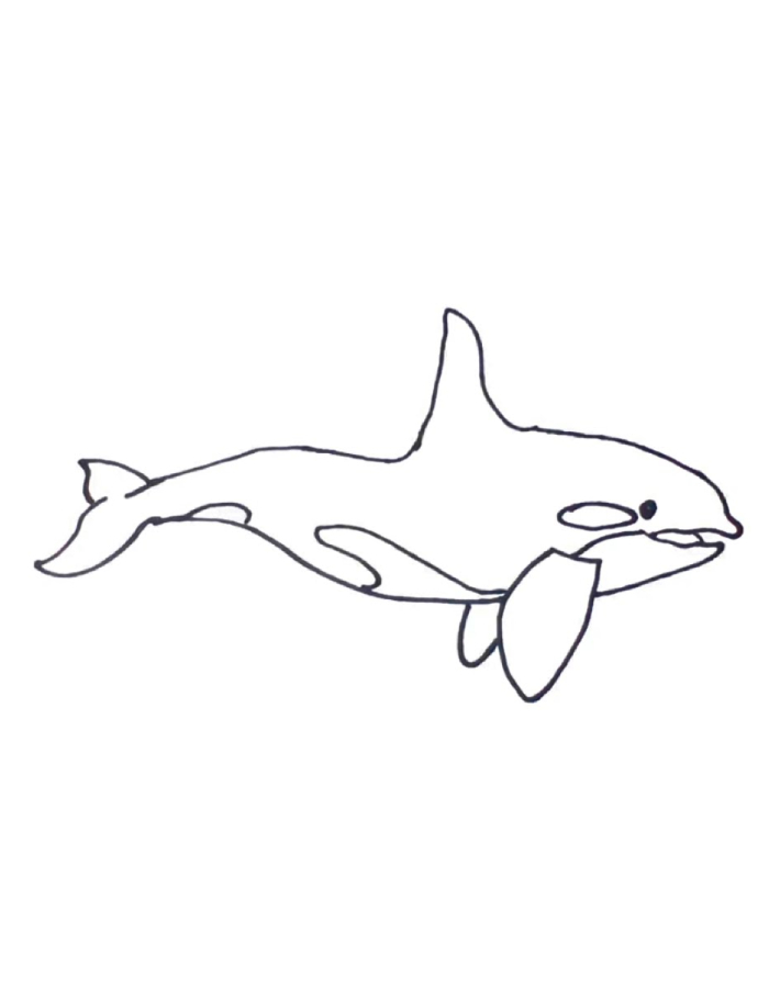 Killer Whale Easy Line Art Coloring Page