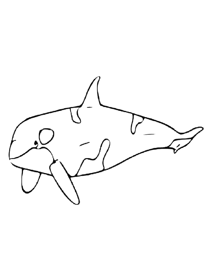 Killer Whale Pencil Drawing Coloring Page