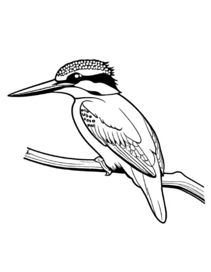 Kingfisher On Branch