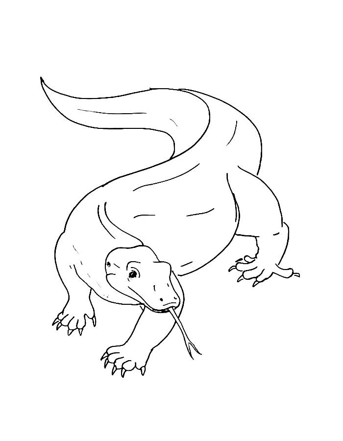 Komodo Dragon Outline Sketches Coloring Page